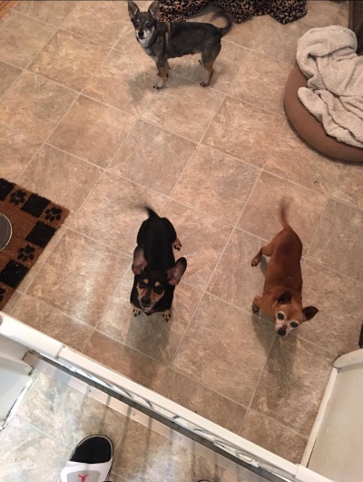Choo Choo (Chico) and Bodger's Happy Tail