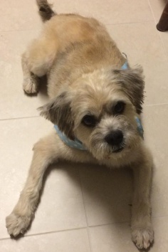 Teddy's Happy Tail