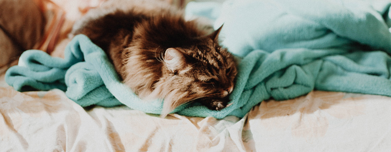 Cat Adoptions at HSSCG