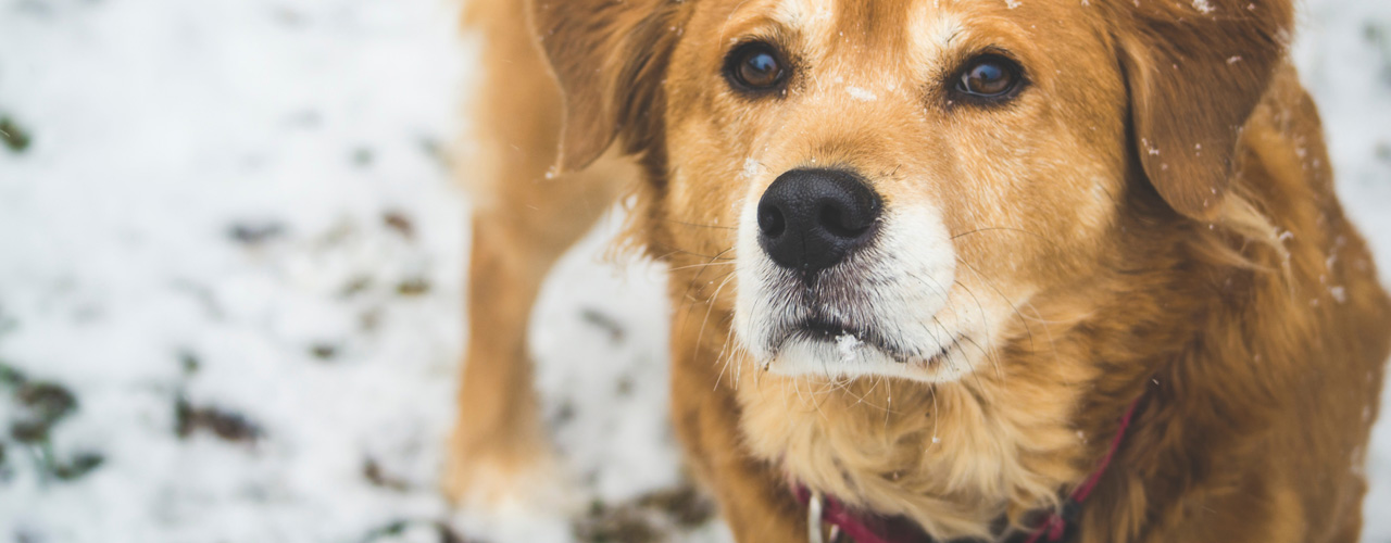 Dog Adoptions at HSSCG